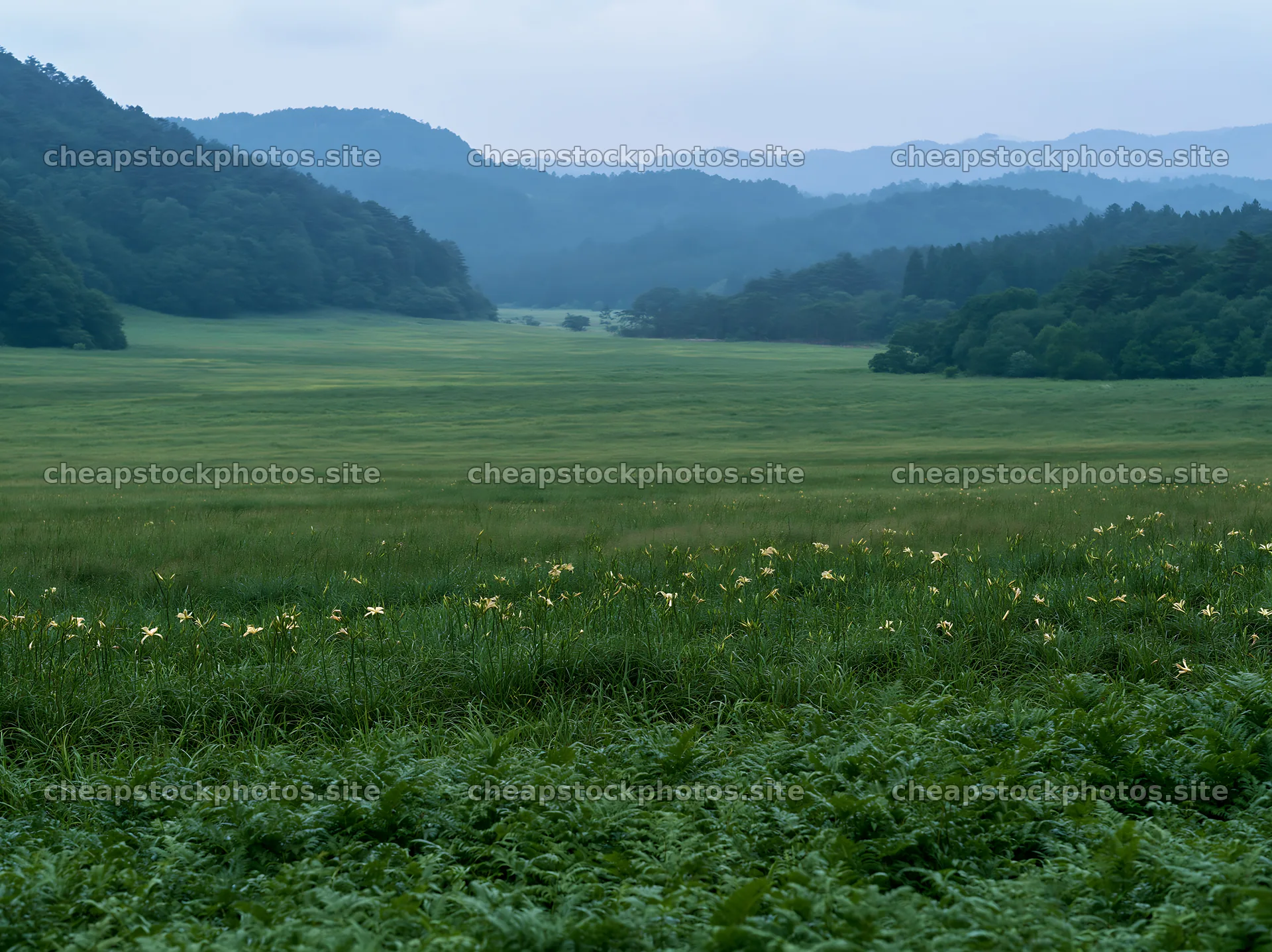 Nara summer meadow with fern foreground and distant mountains – stock photos 9174x6866