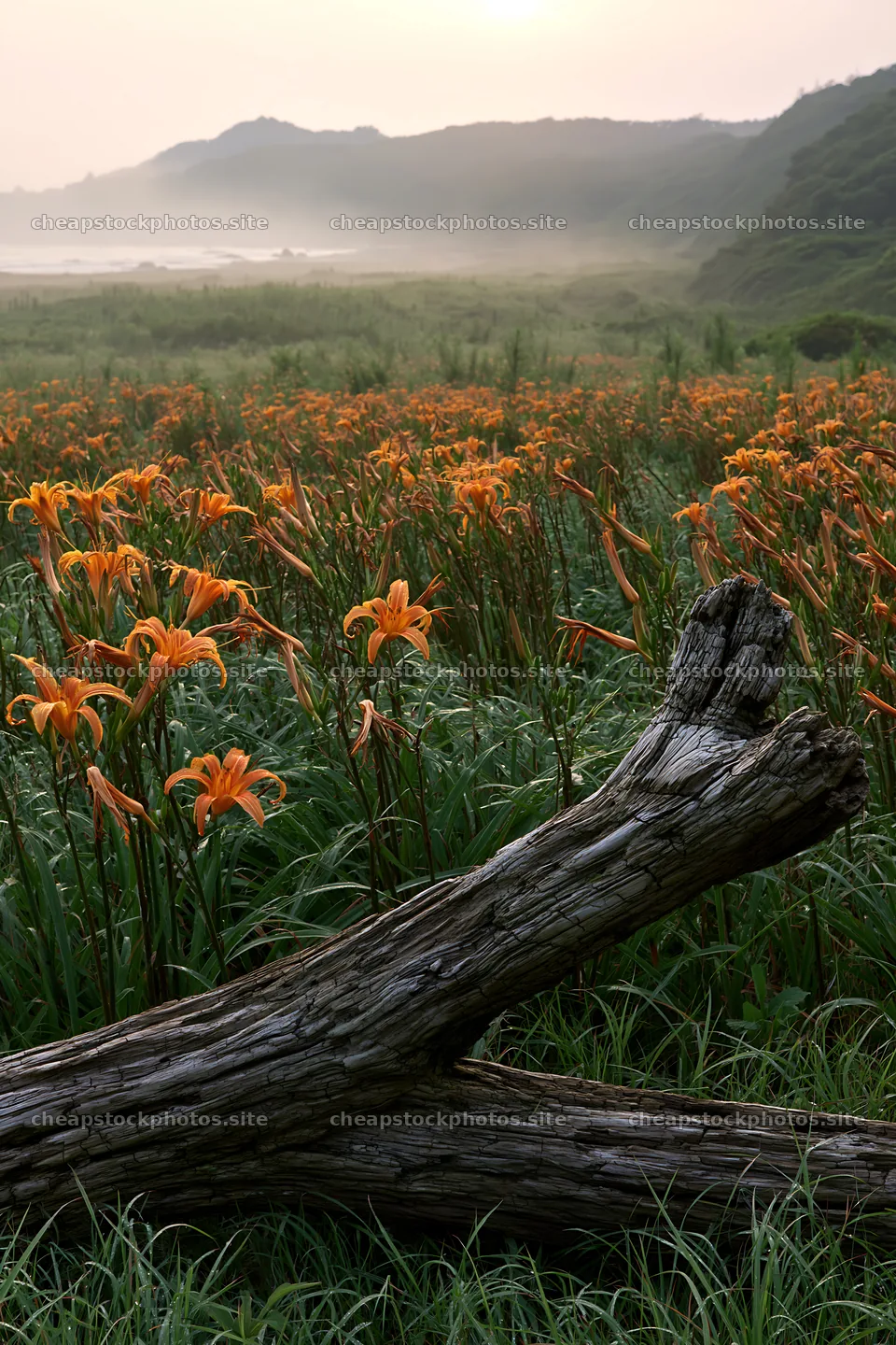 Chiba coastal meadow with driftwood and orange flowers – stock photos 6480x9722