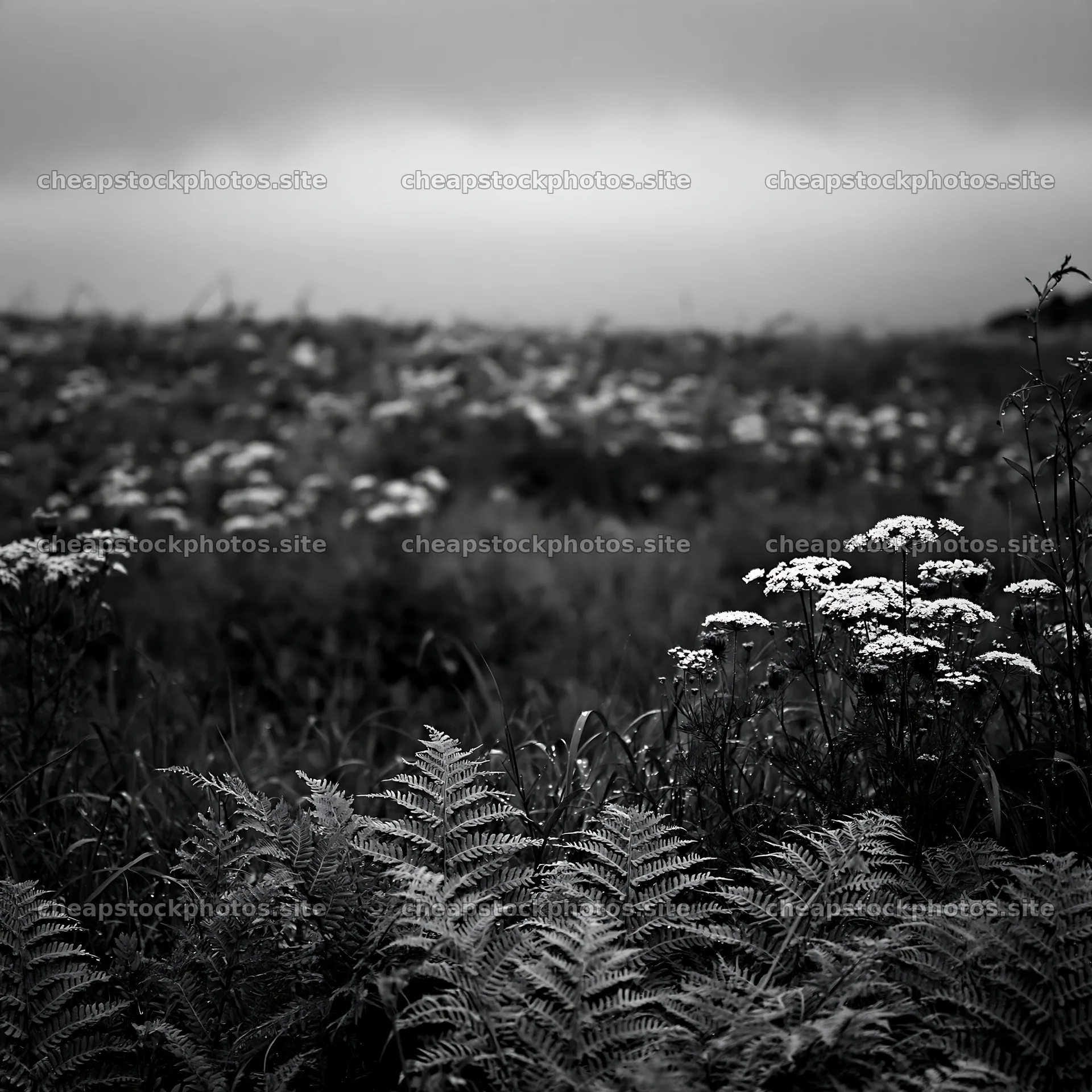 Nara summer meadow with ferns and flowers in the foreground – stock photos 7938x7938