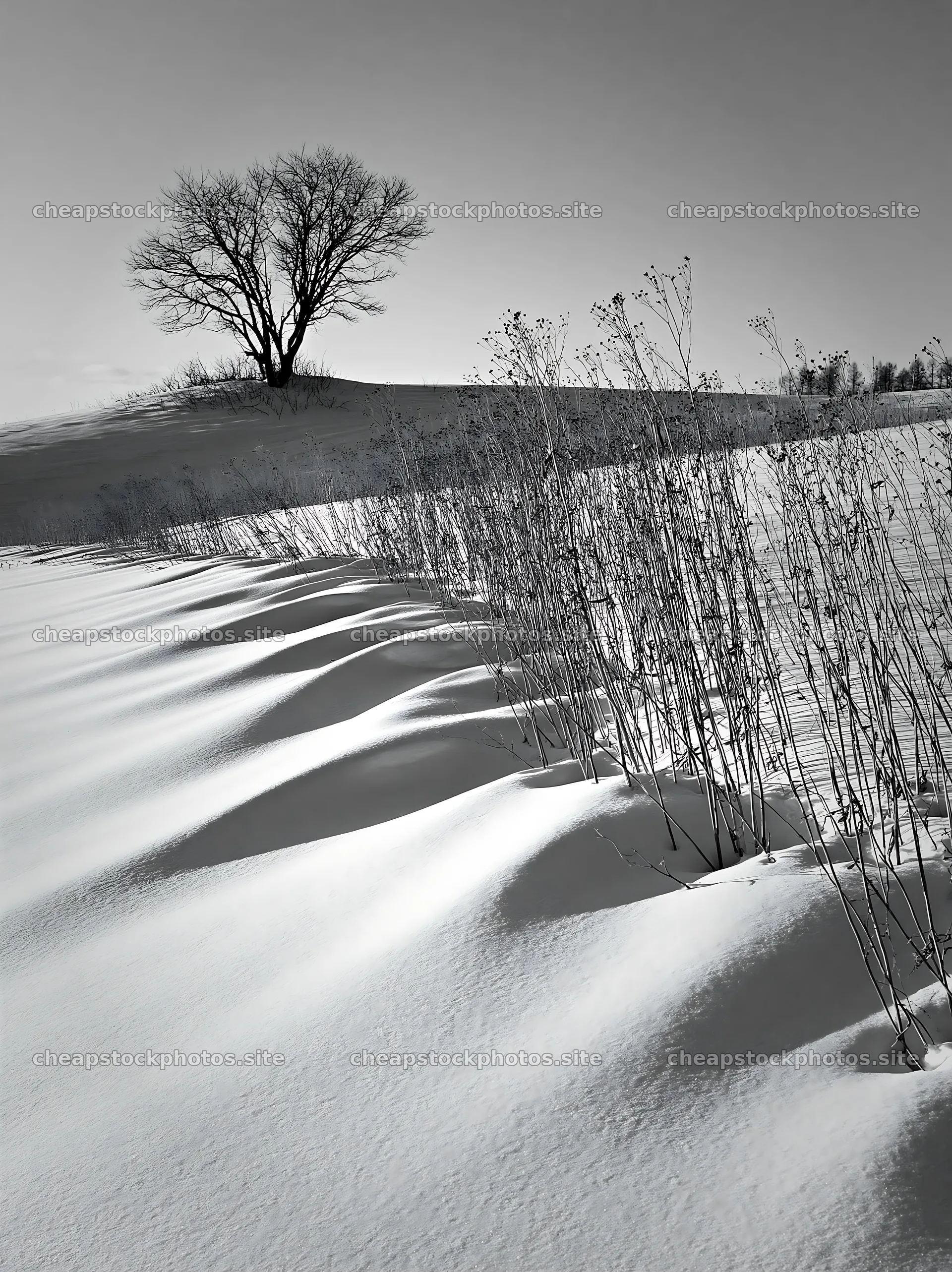 Snow covered Biei hills meadow with a single tree – stock photos 6866x9174