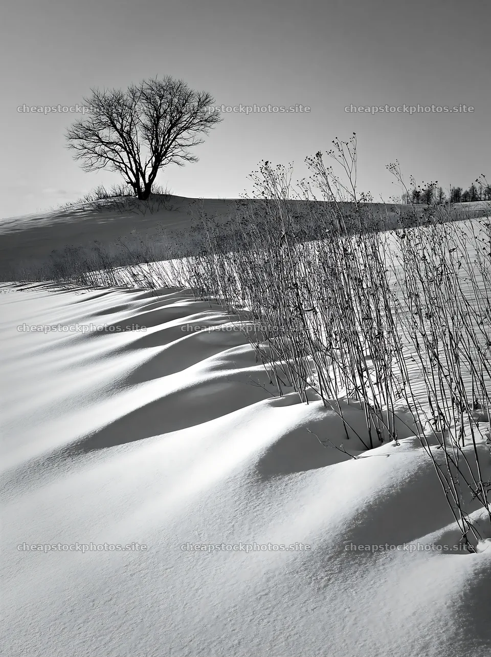 Snow covered Biei hills meadow with a single tree – stock photos 6866x9174