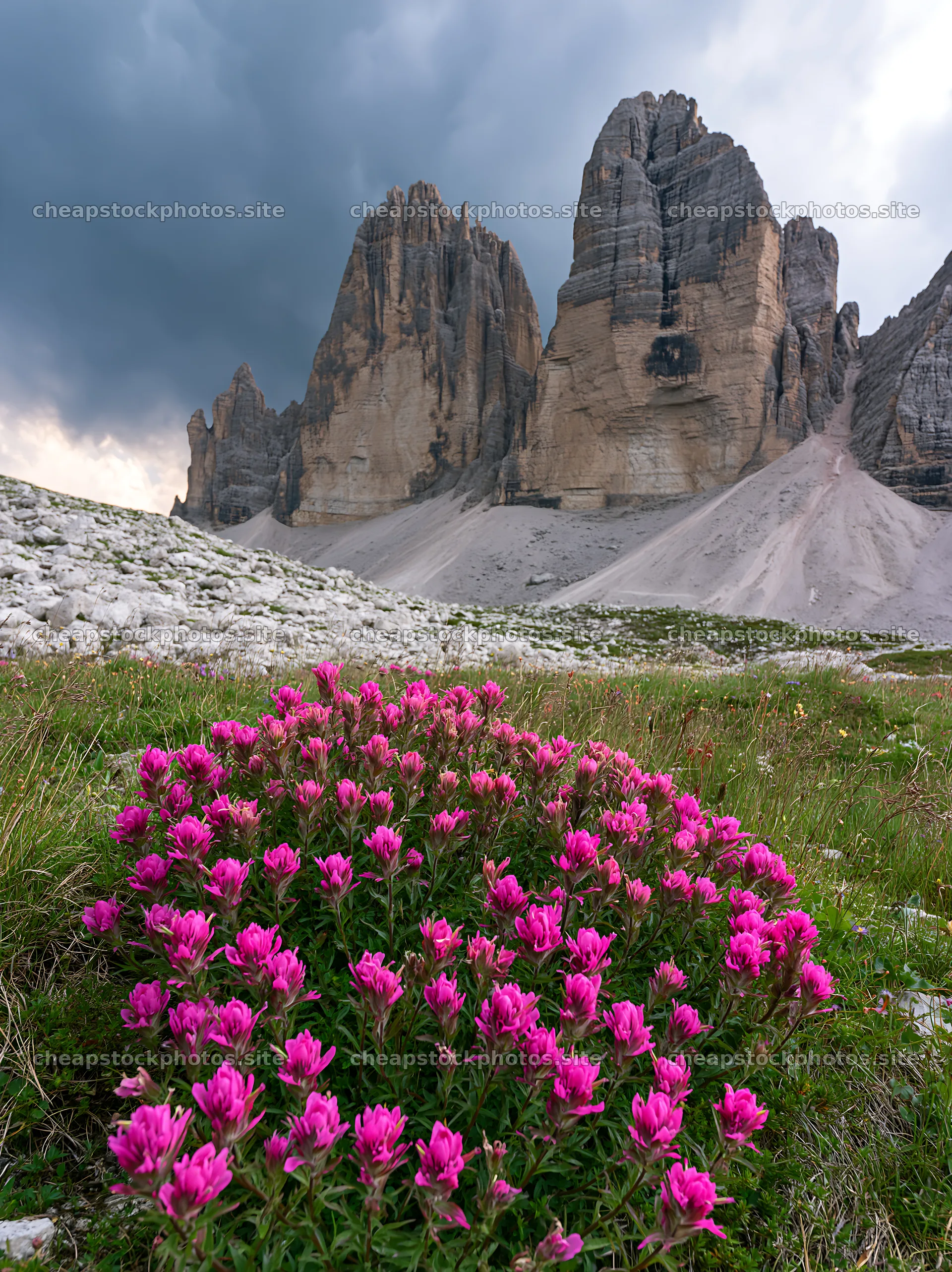 Snowline meadow with pink flowers and rocky mountains in background – stock photos 6866x9174