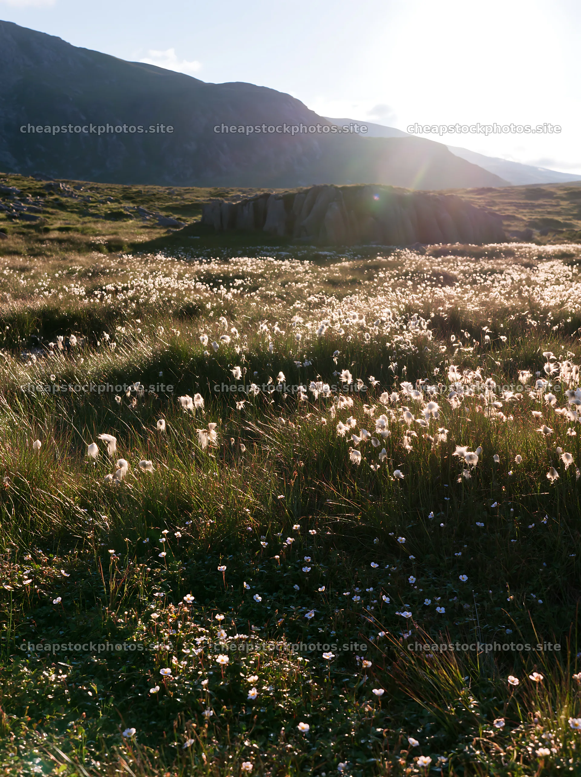 Cottongrass meadow in sunlight at mountain foothills – stock photos 6866x9174