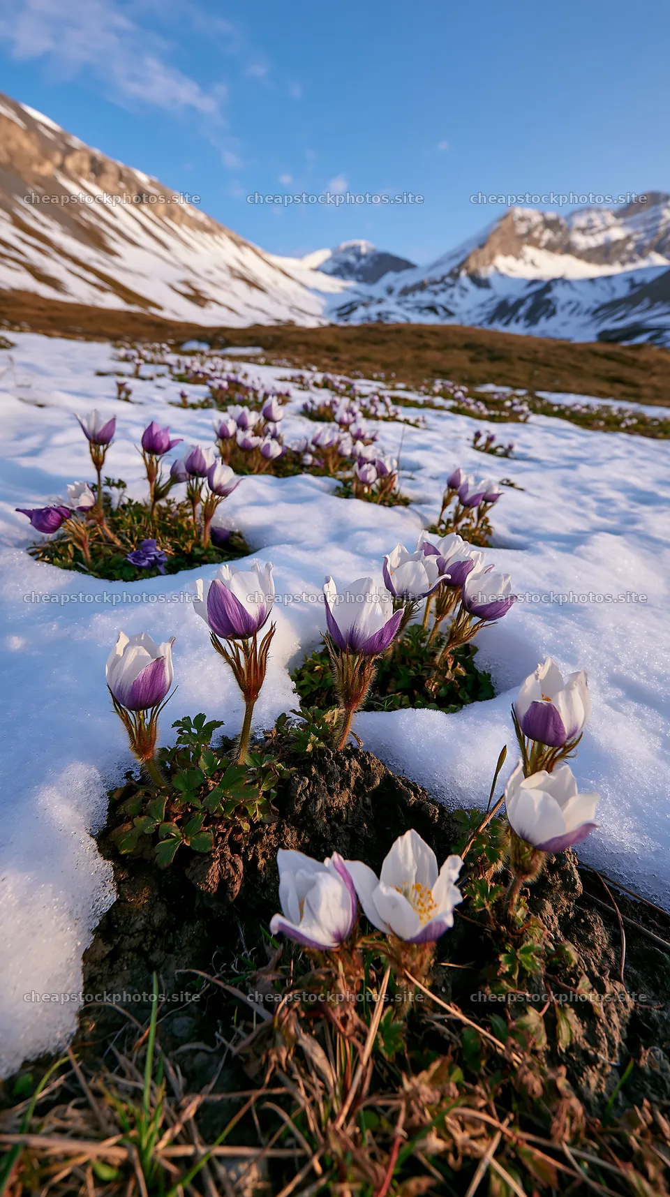 Snowy highland meadow with blooming flowers and mountain backdrop – stock photos 5938x10608