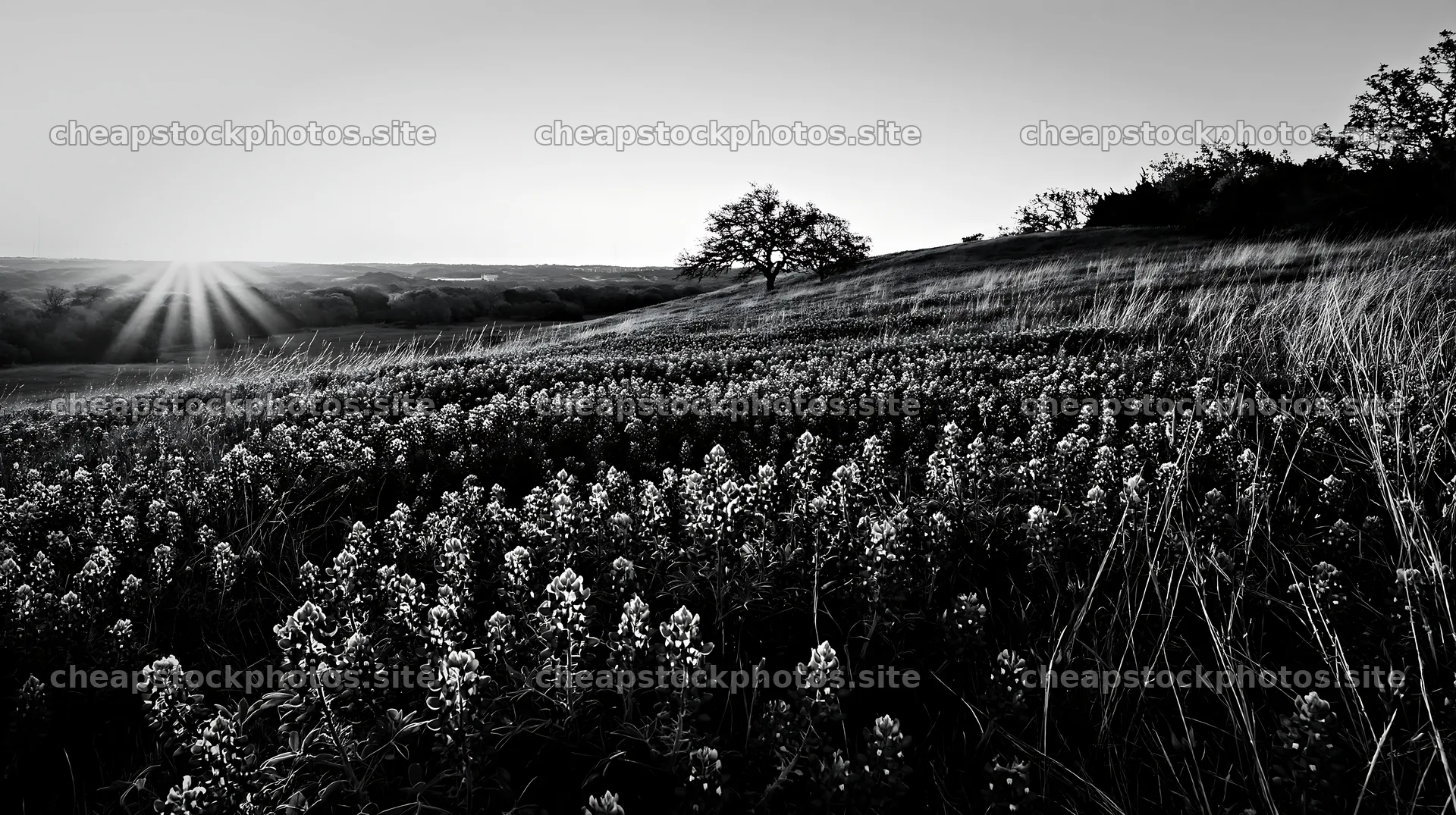 Bluebonnet meadow sunrise with golden light on flowers – stock photos 10608x5938