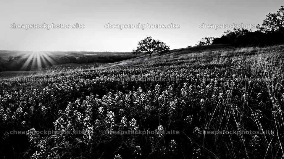 Bluebonnet meadow sunrise with golden light on flowers – stock photos 10608x5938