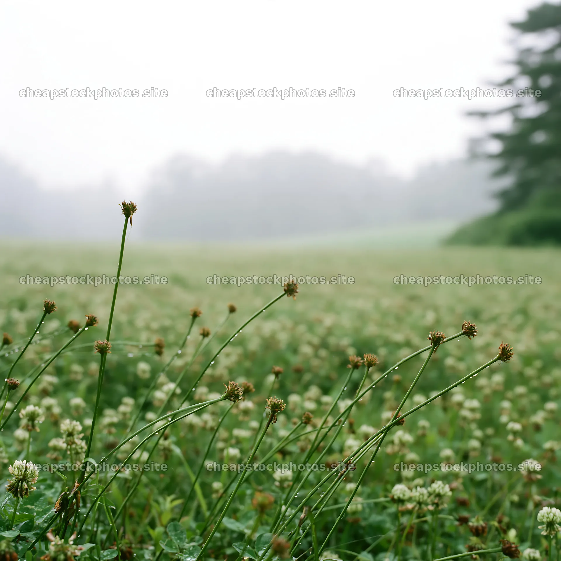 Iwate rain refreshed meadow seedhead foreground – stock photos 7938x7938