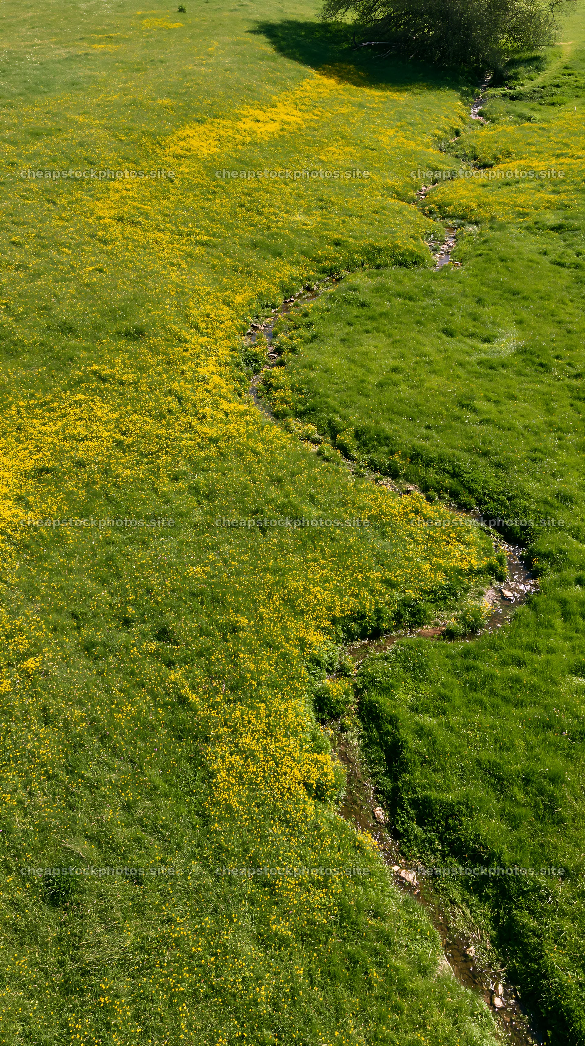 Buttercup meadow with a winding stream and vibrant grass – stock photos 5938x10608