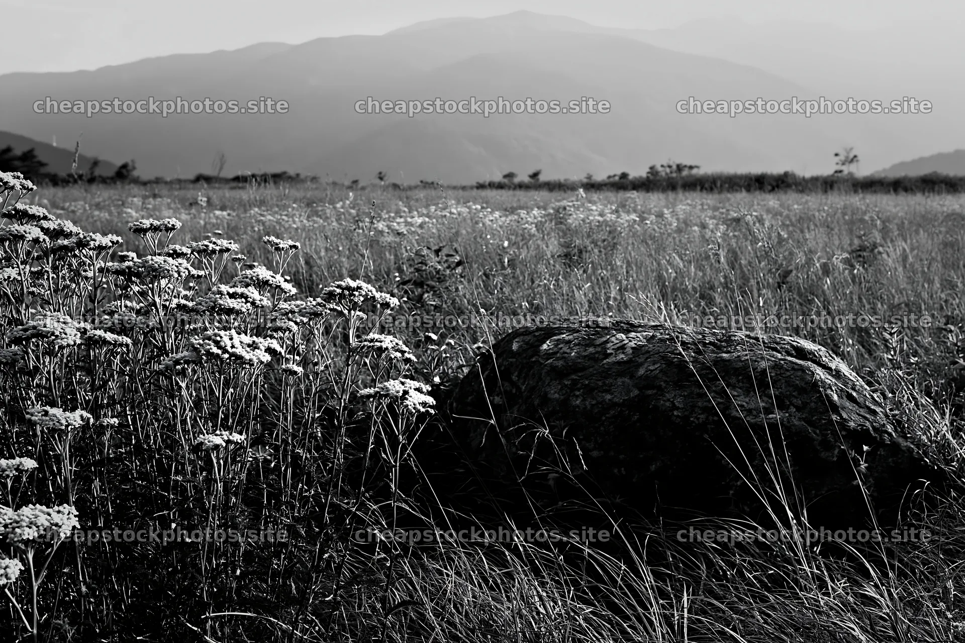 Drought resilient meadow with granite boulder in Nagano – stock photos 9722x6480