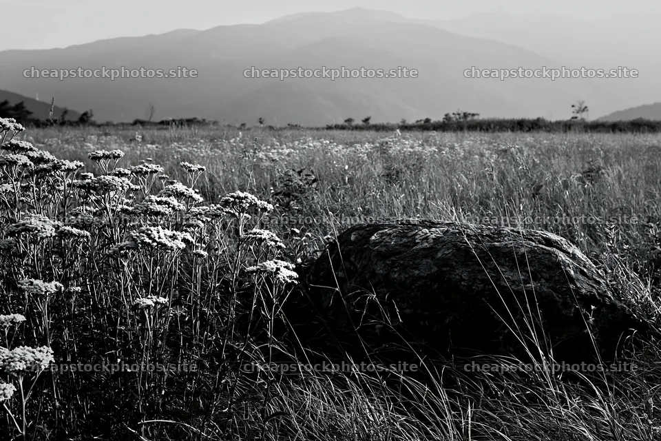 Drought resilient meadow with granite boulder in Nagano – stock photos 9722x6480