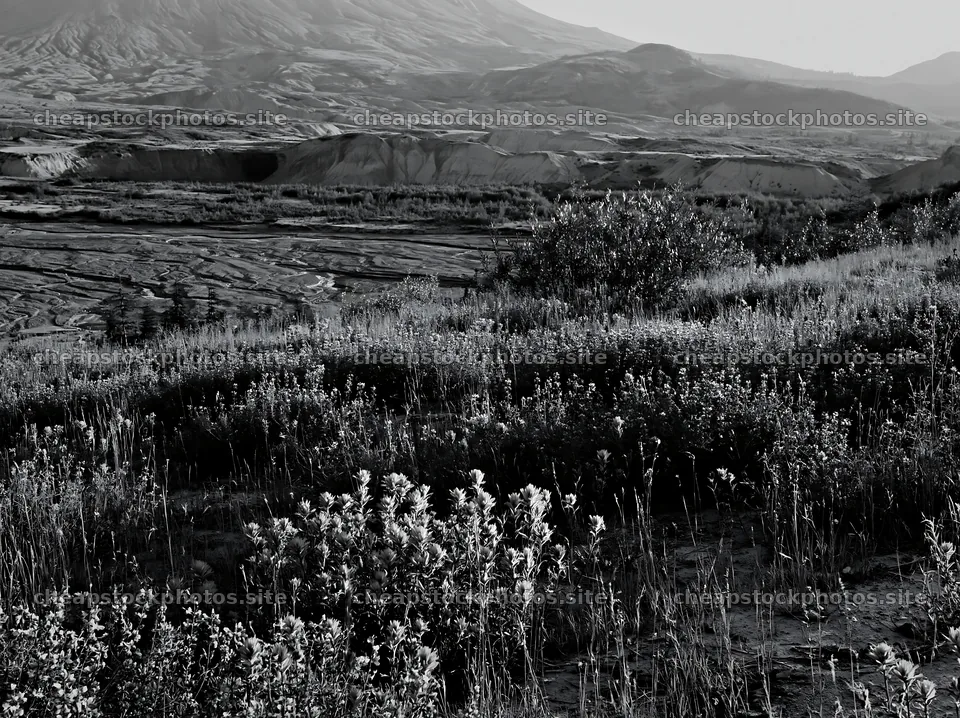 Paintbrush lupine meadow near a mountain landscape – stock photos 9174x6866
