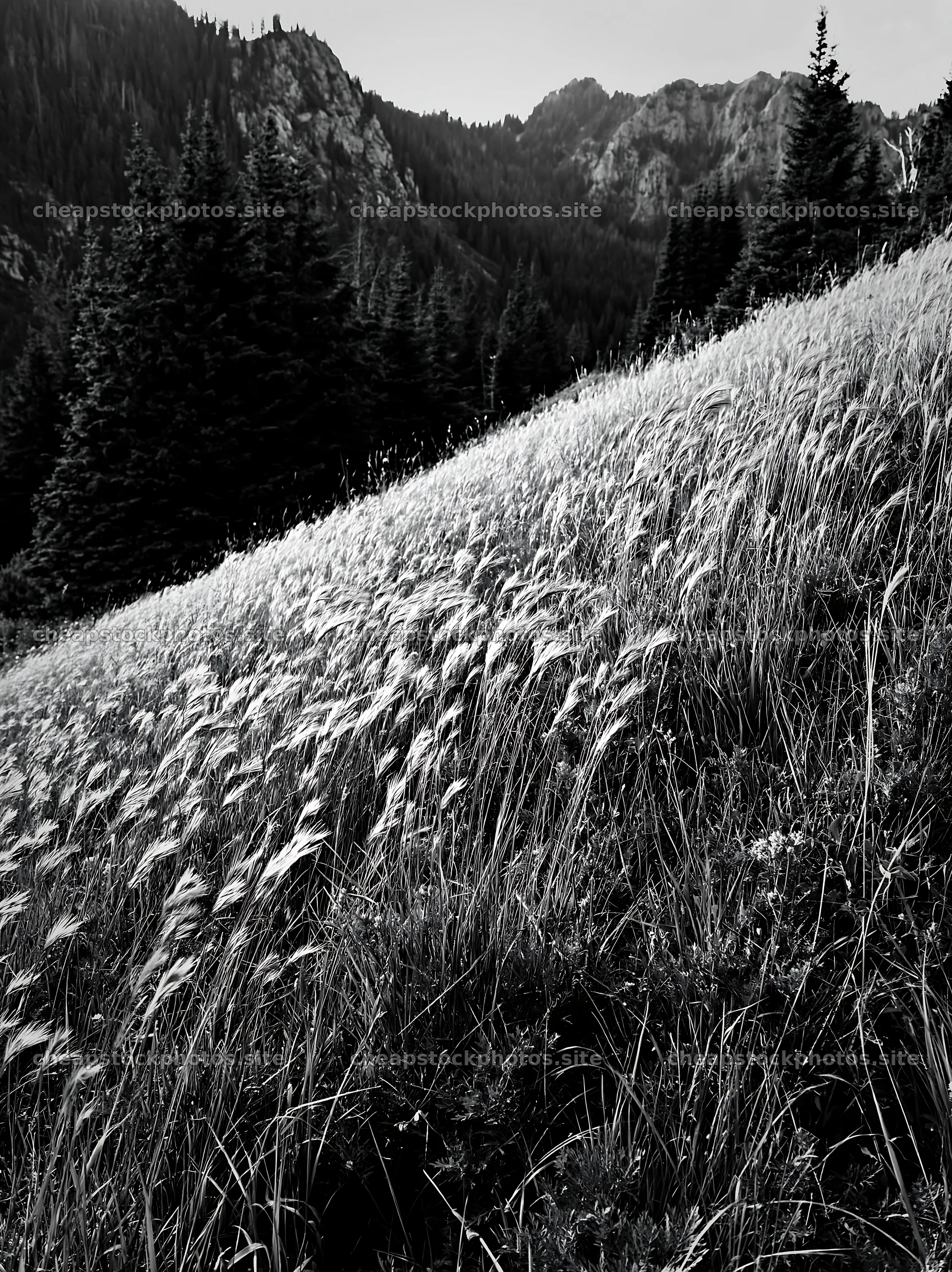 Meadow with seedheads in a mountainous setting – stock photos 6866x9174