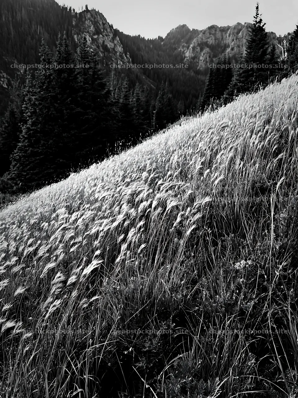 Meadow with seedheads in a mountainous setting – stock photos 6866x9174