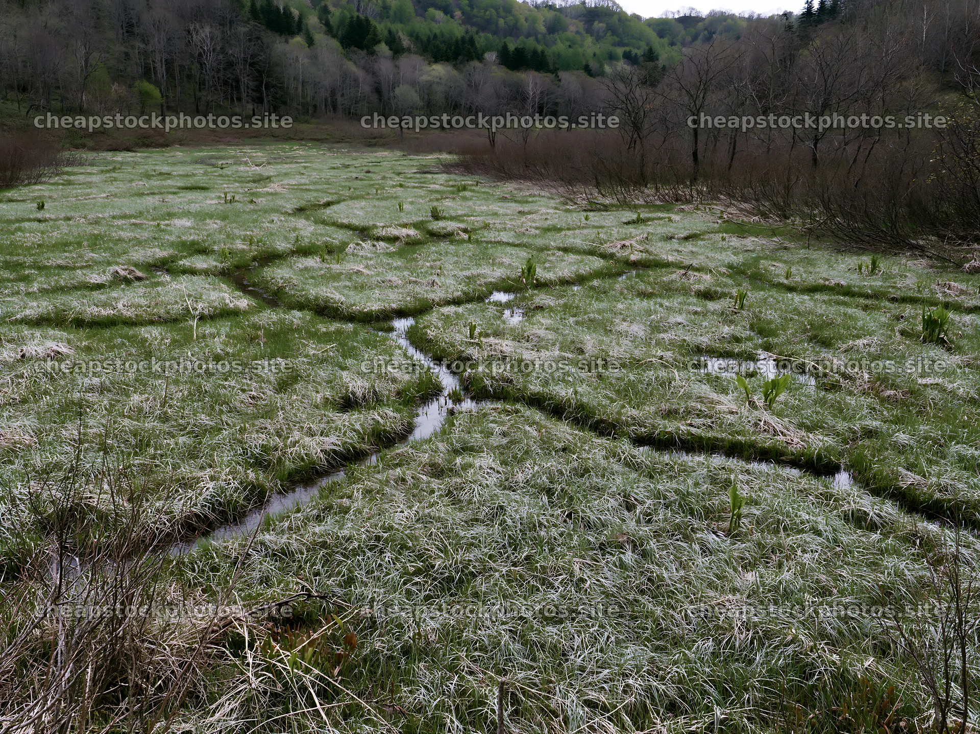 Akita snowmelt meadow with silver grasses seen in spring – stock photos 9174x6866