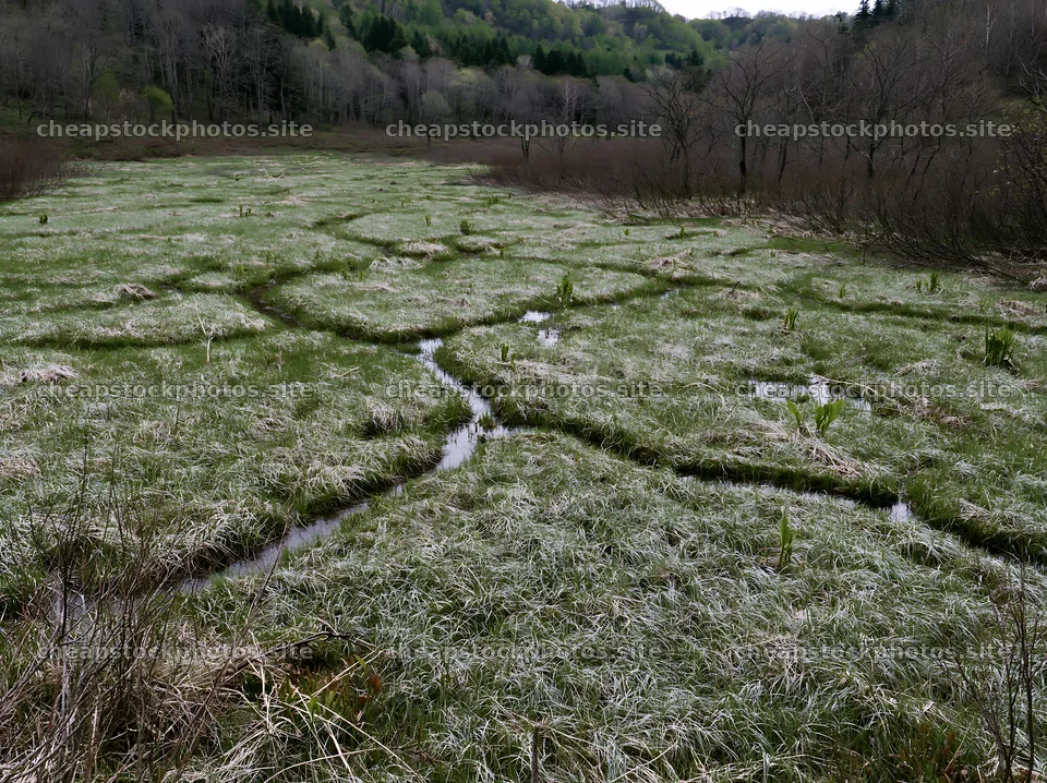 Akita snowmelt meadow with silver grasses seen in spring – stock photos 9174x6866