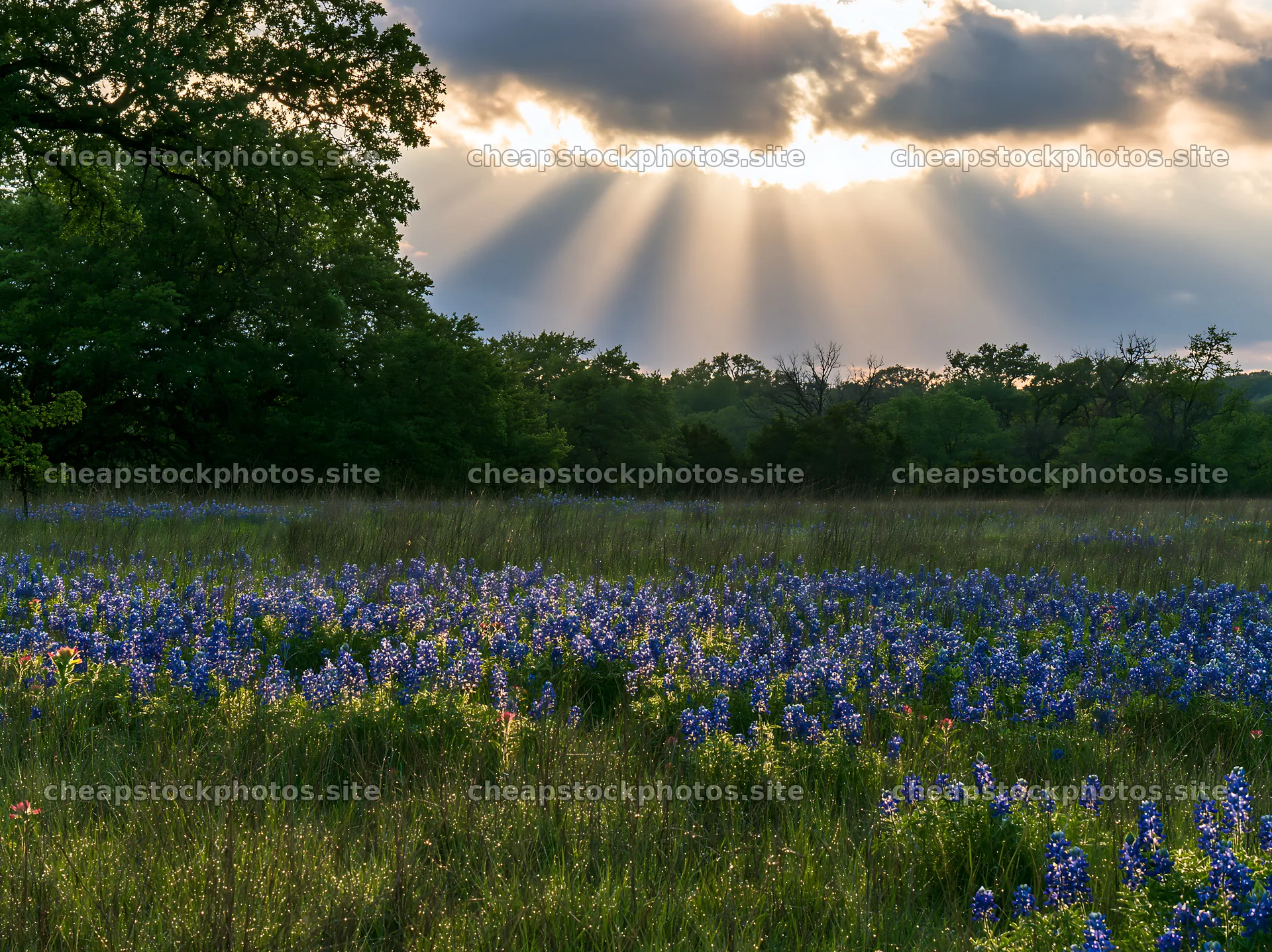 Crepuscular rays shine over a bluebonnet meadow – stock photos 9174x6866