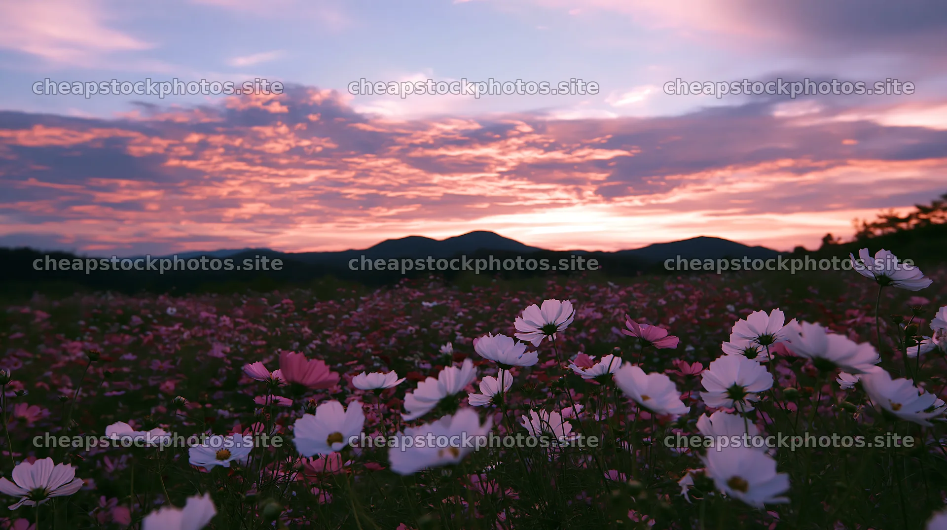 Colorful cosmos meadow at sunset with mountain backdrop – stock photos 10608x5938