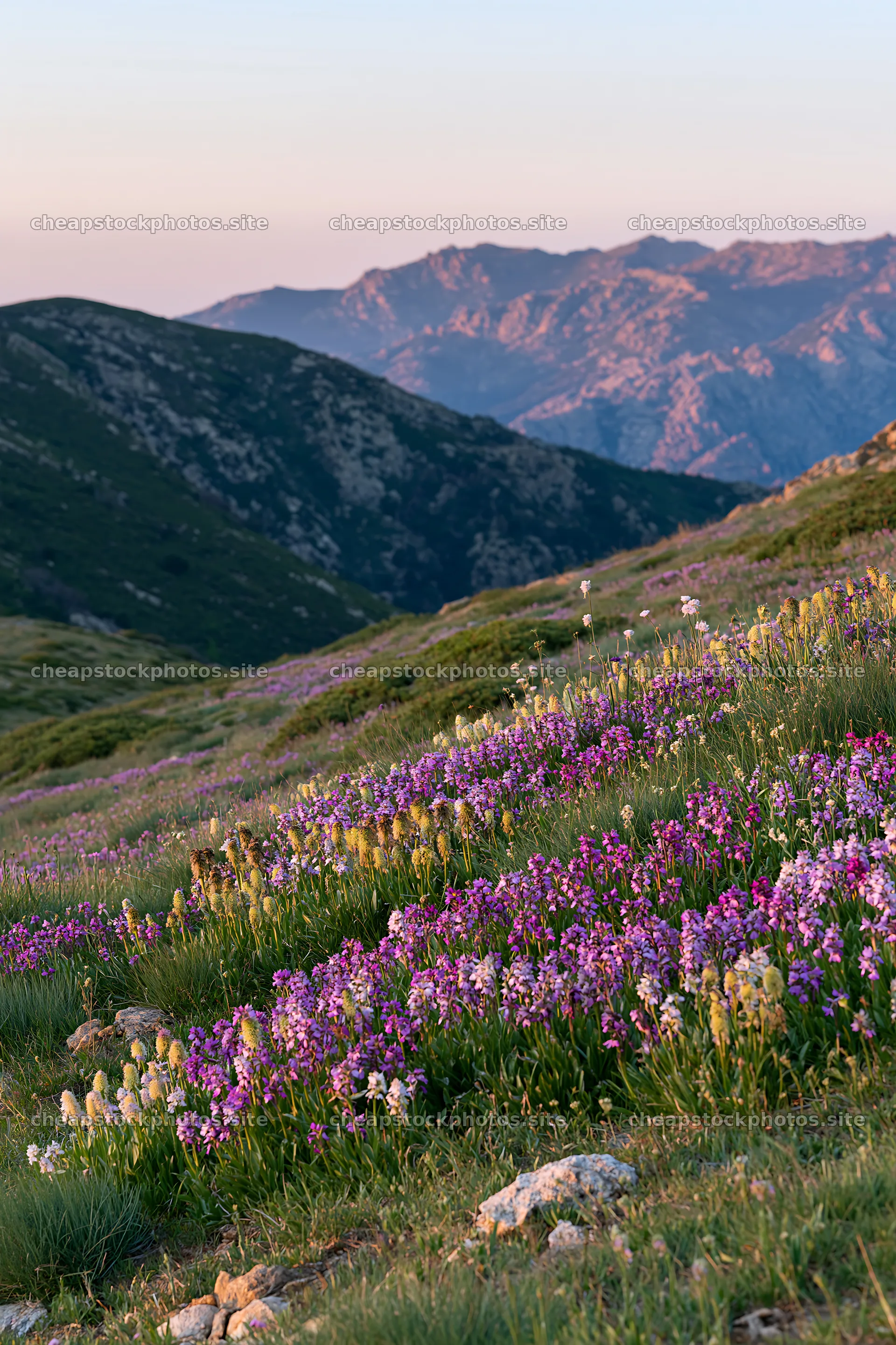 Vibrant colors in a colorful orchid meadow at sunset – stock photos 6480x9722