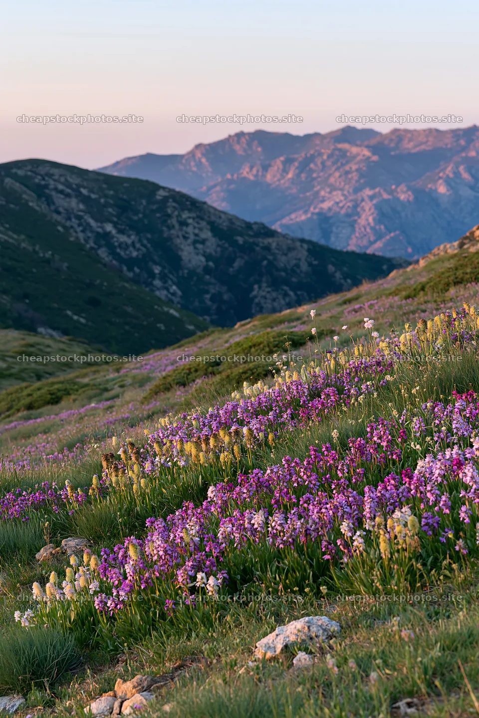 Vibrant colors in a colorful orchid meadow at sunset – stock photos 6480x9722