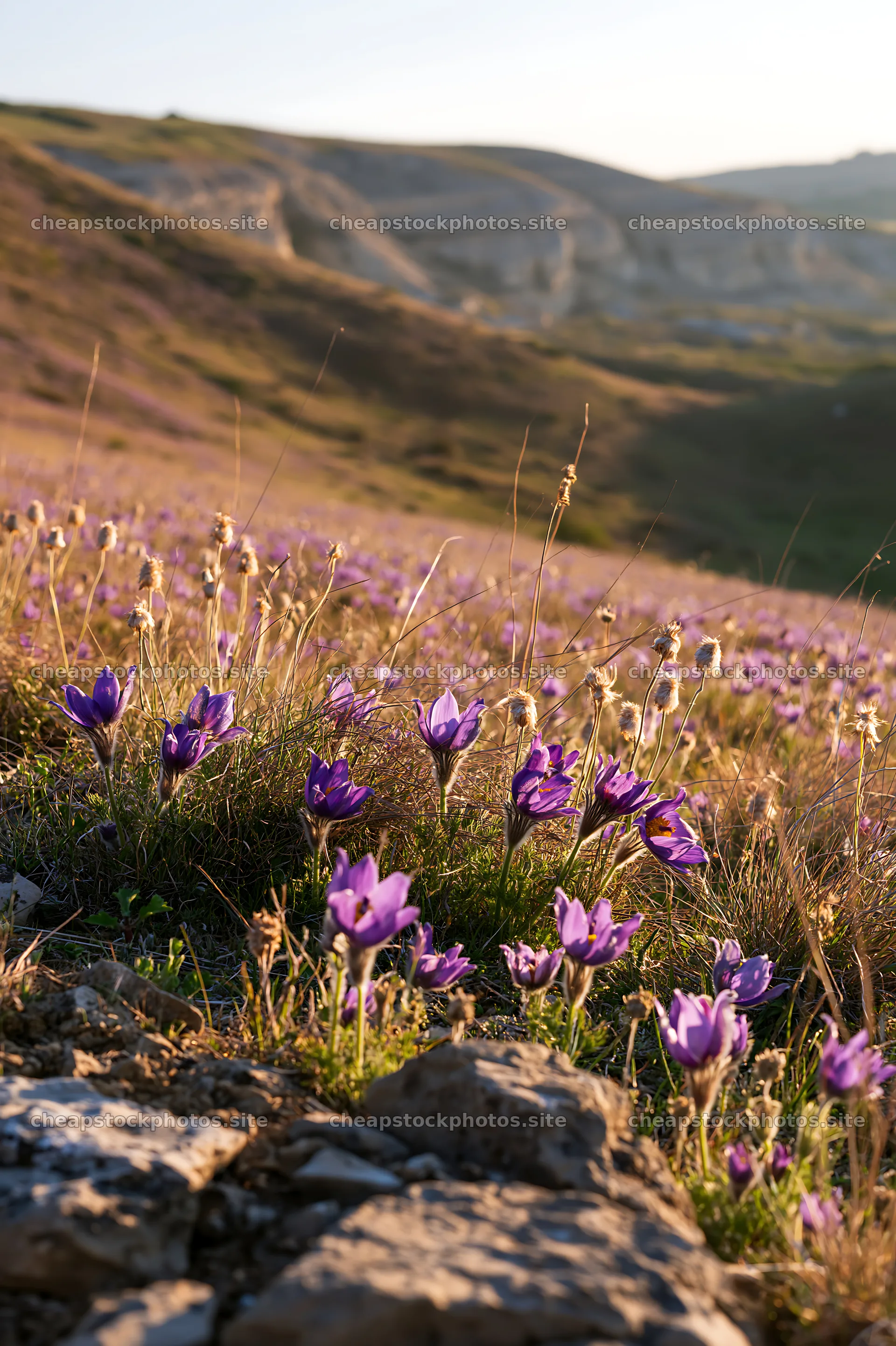 Sunny limestone meadow filled with purple flowers – stock photos 6480x9722