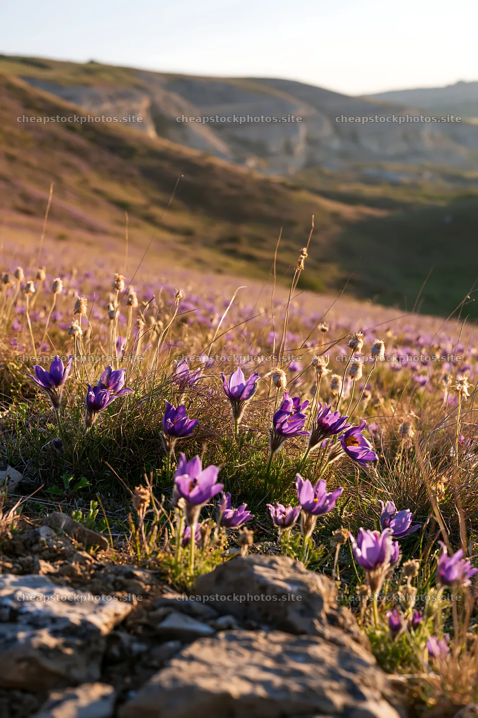Sunny limestone meadow filled with purple flowers – stock photos 6480x9722