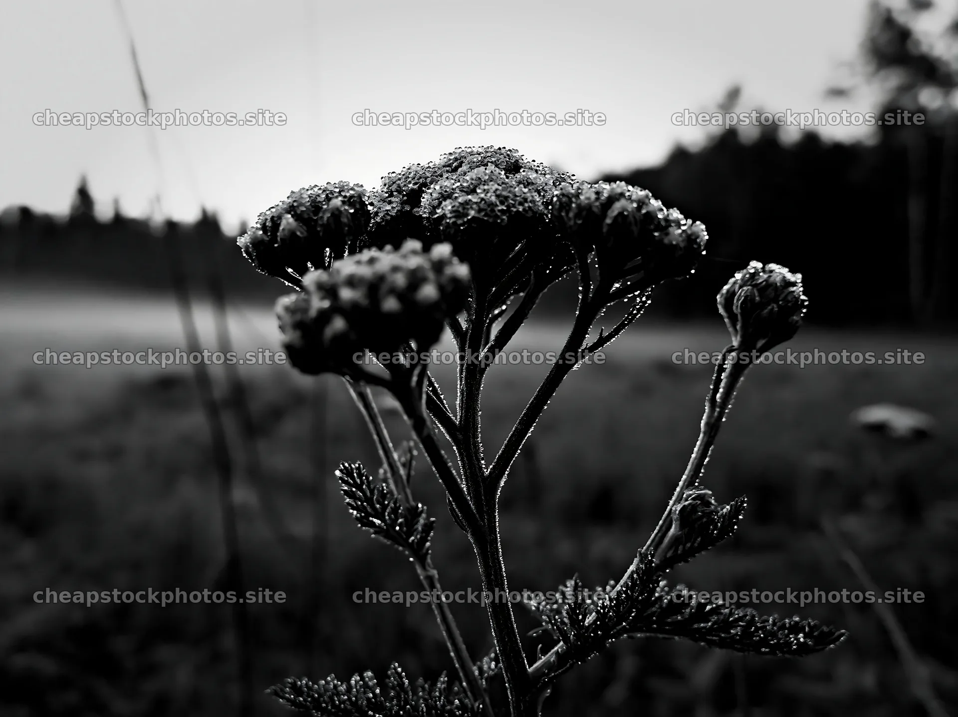 Yarrow meadow bloom in black and white at dawn – stock photos 9174x6866