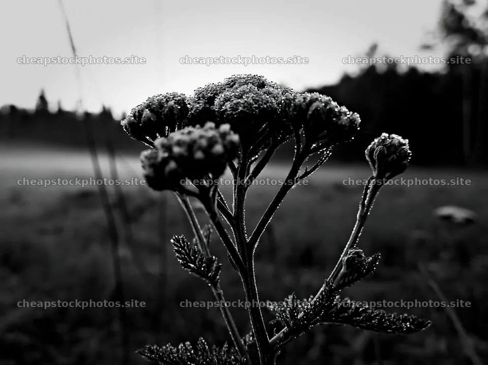 Yarrow meadow bloom in black and white at dawn – stock photos 9174x6866