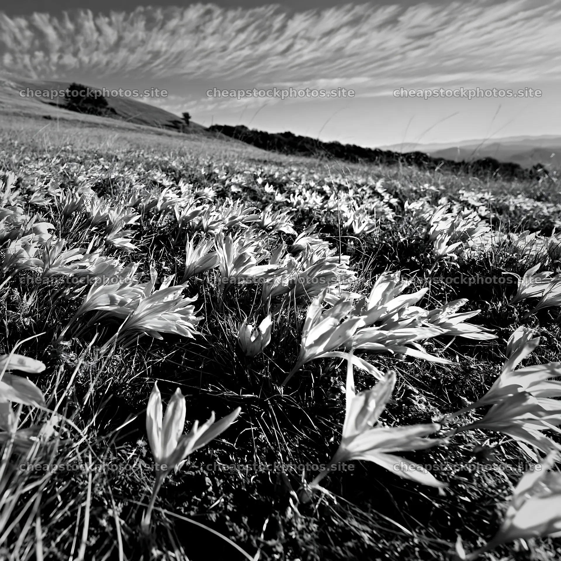 Meadow filled with crocuses under a cloudy sky – stock photos 7938x7938