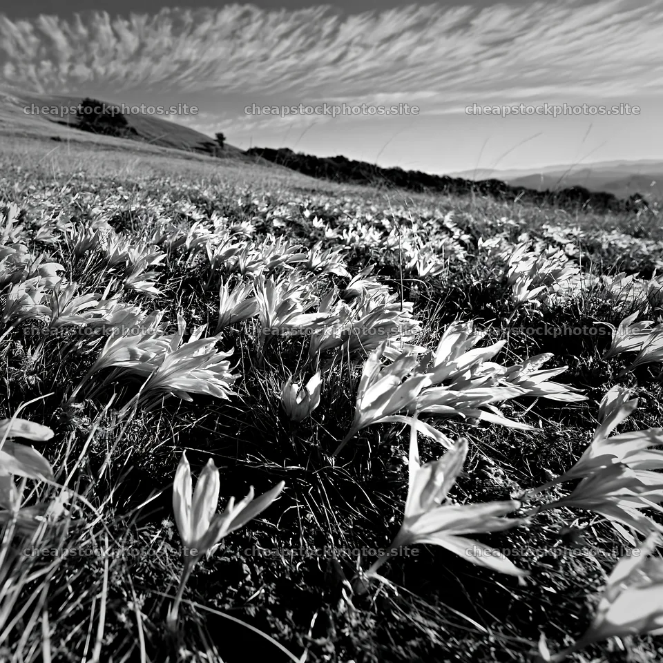 Meadow filled with crocuses under a cloudy sky – stock photos 7938x7938