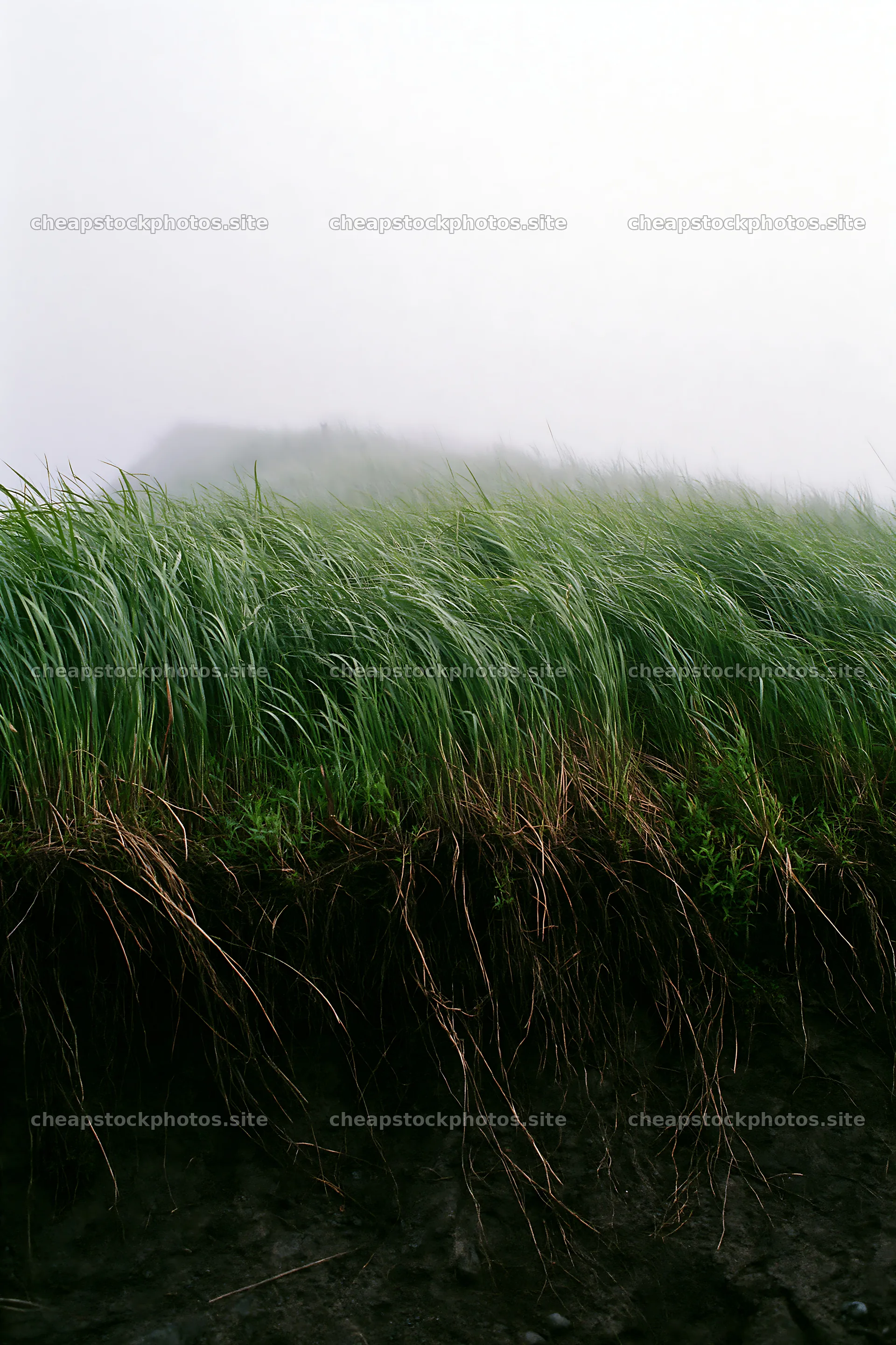Tottori windy meadow with dune grasses in foggy weather – stock photos 6480x9722