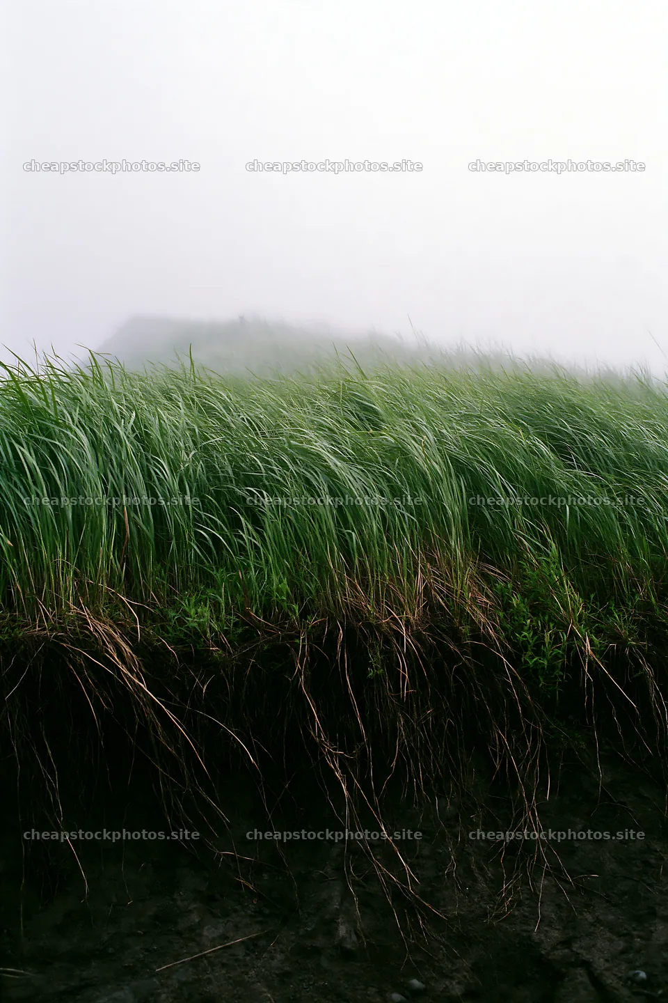 Tottori windy meadow with dune grasses in foggy weather – stock photos 6480x9722