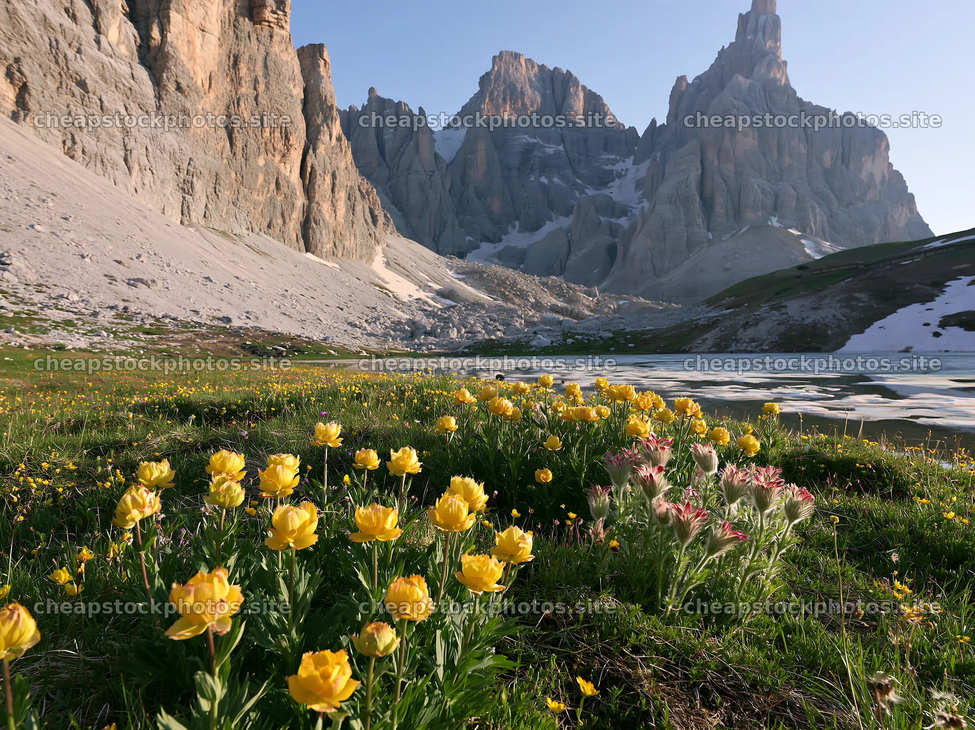 Flowers blooming in a frozen tarn meadow with mountains – stock photos 9174x6866