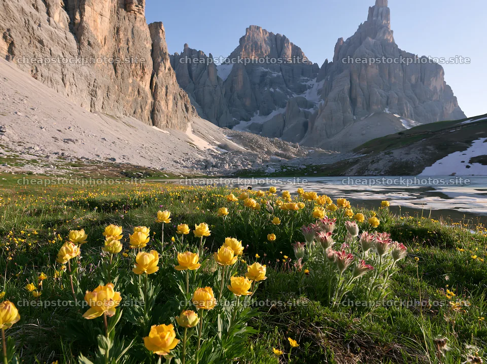 Flowers blooming in a frozen tarn meadow with mountains – stock photos 9174x6866