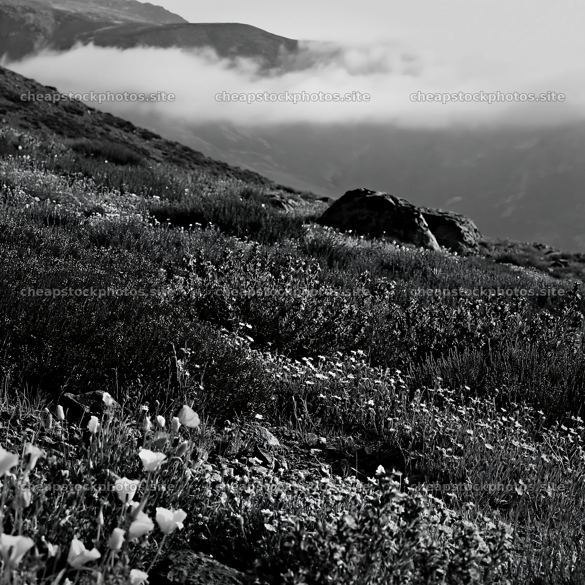 Poppy larkspur meadow in black and white landscape – stock photos 7938x7938