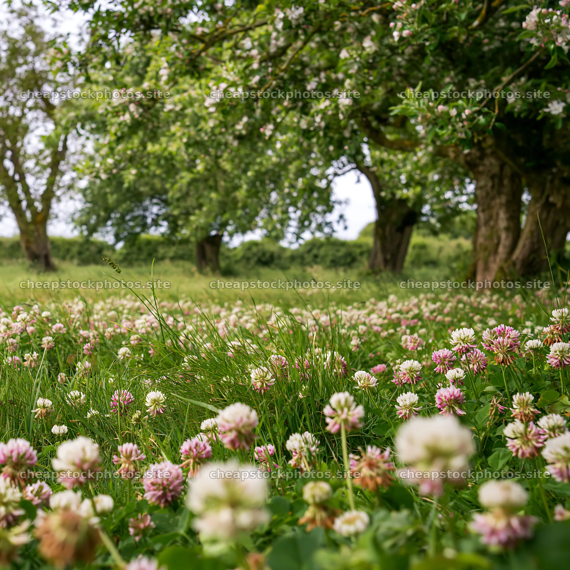 Clover apple meadow filled with flowers and trees – stock photos 7938x7938