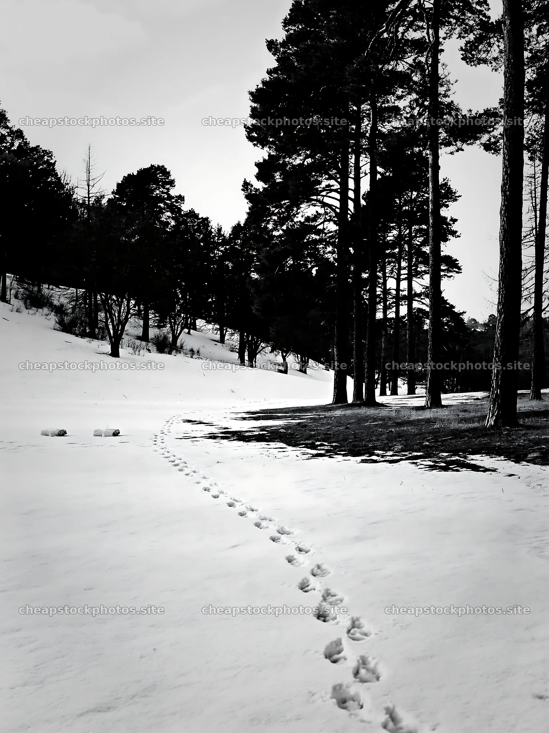 Footprints in the snow by trees in an open area – stock photos 6866x9174