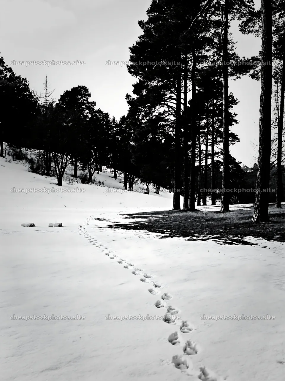 Footprints in the snow by trees in an open area – stock photos 6866x9174