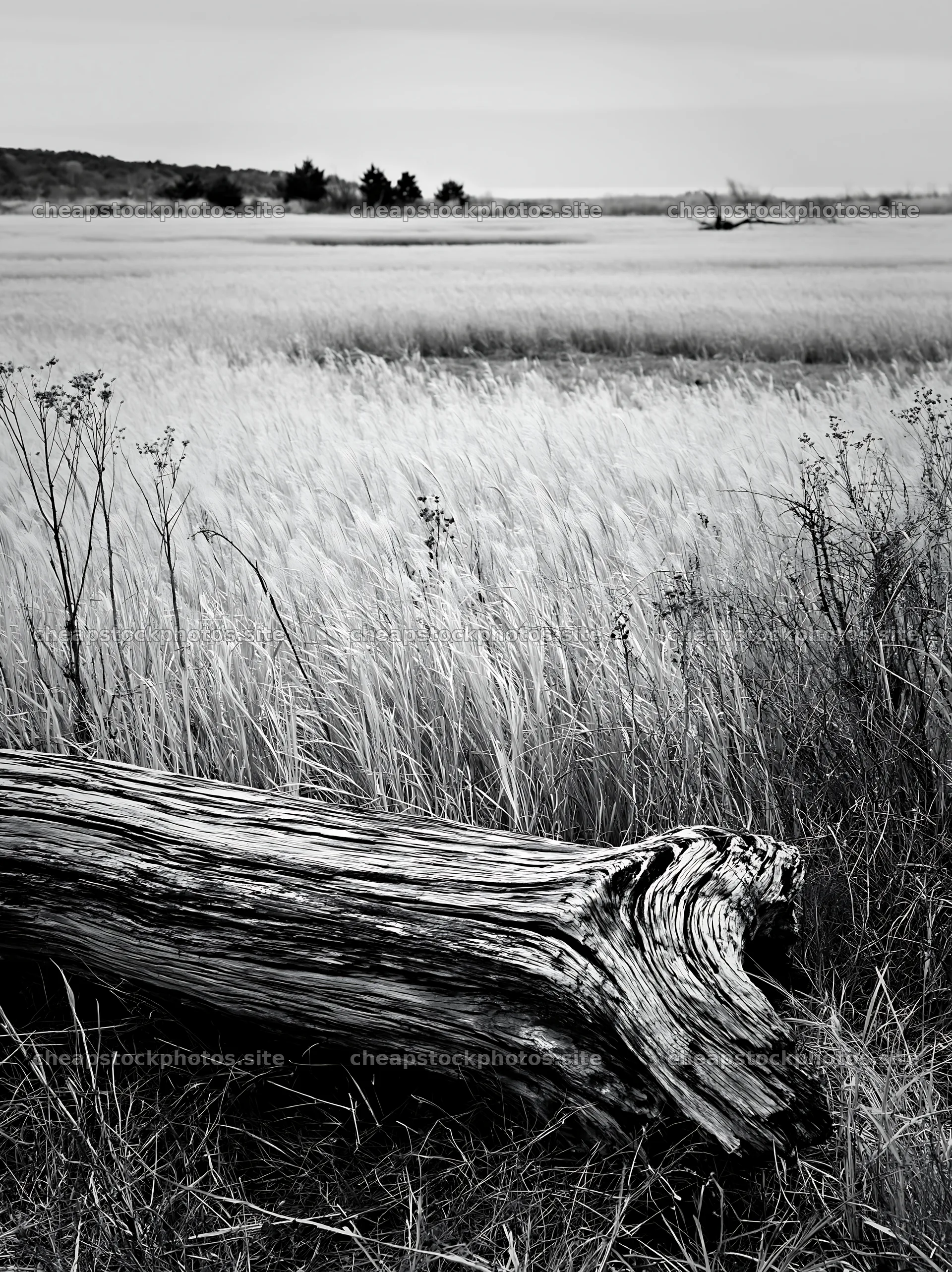 Chiba coastal climate meadow with driftwood in the foreground – stock photos 6866x9174
