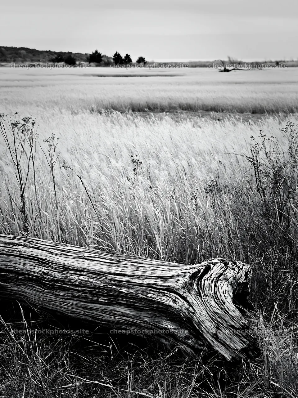 Chiba coastal climate meadow with driftwood in the foreground – stock photos 6866x9174