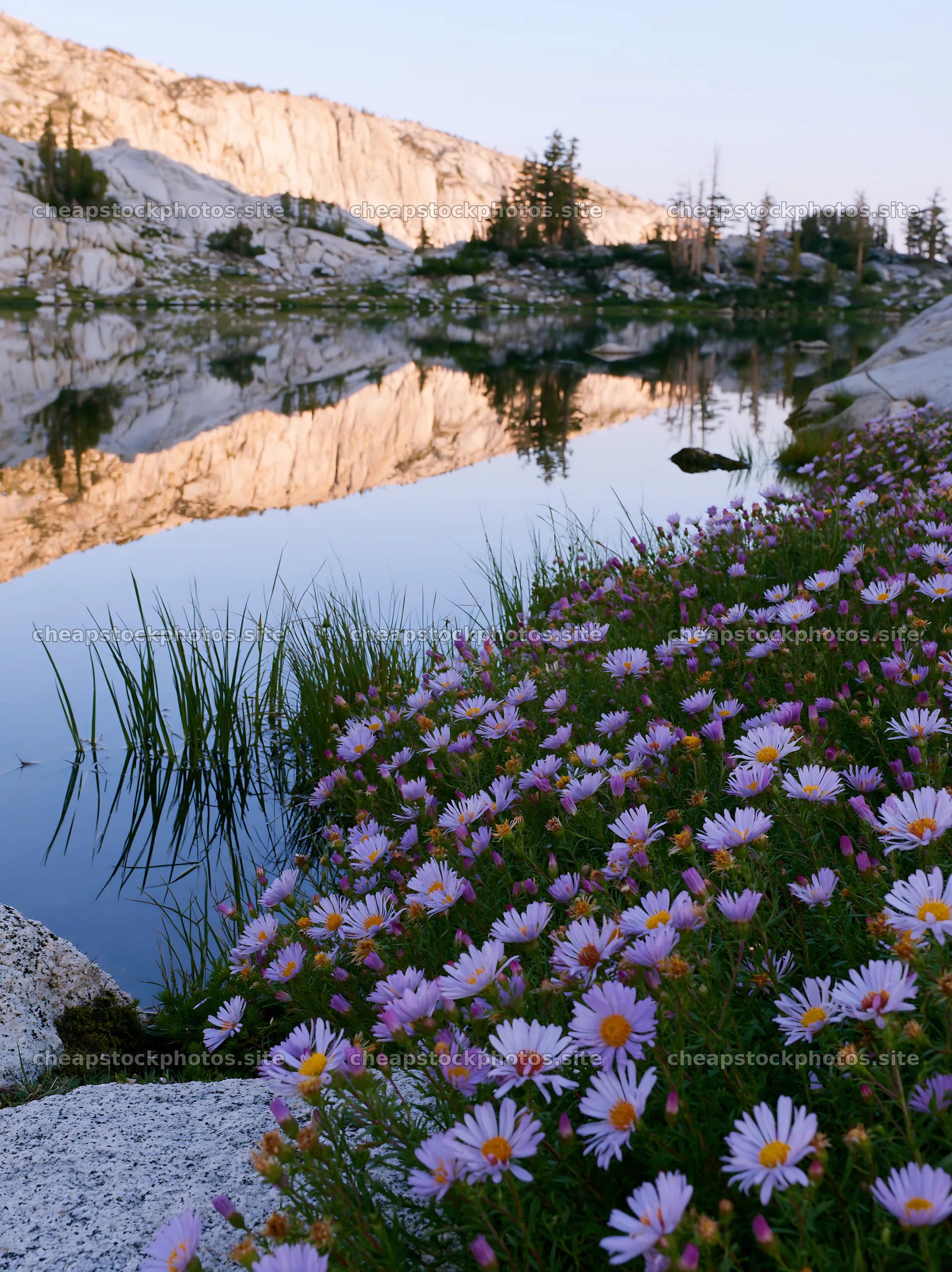 Colorful aster meadow near calm water at sunset – stock photos 6866x9174