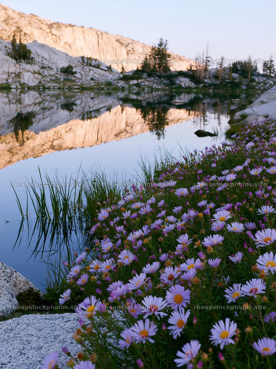 Colorful aster meadow near calm water at sunset – stock photos 6866x9174