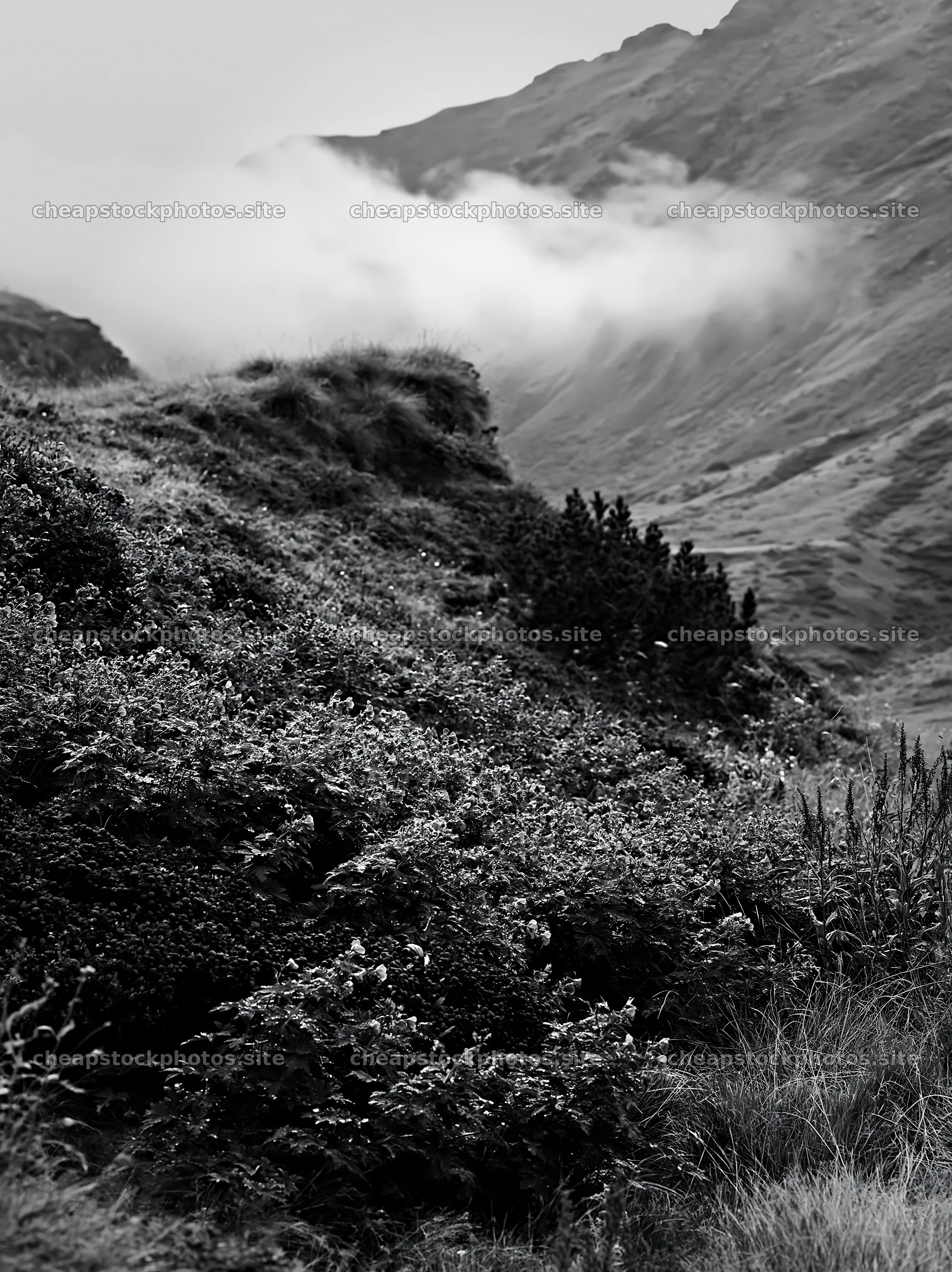 Dewy meadow in a mountain landscape with fog – stock photos 6866x9174