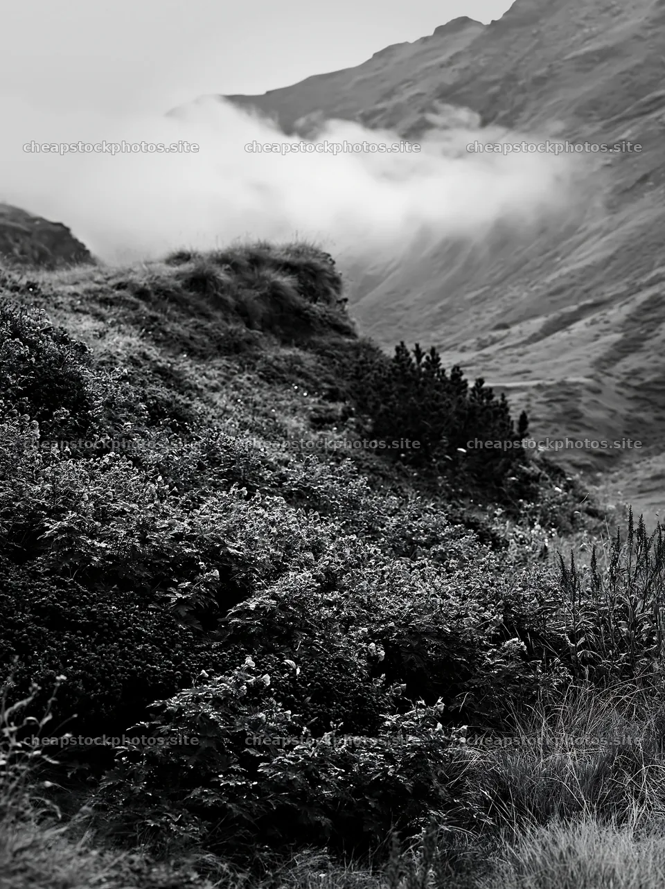 Dewy meadow in a mountain landscape with fog – stock photos 6866x9174