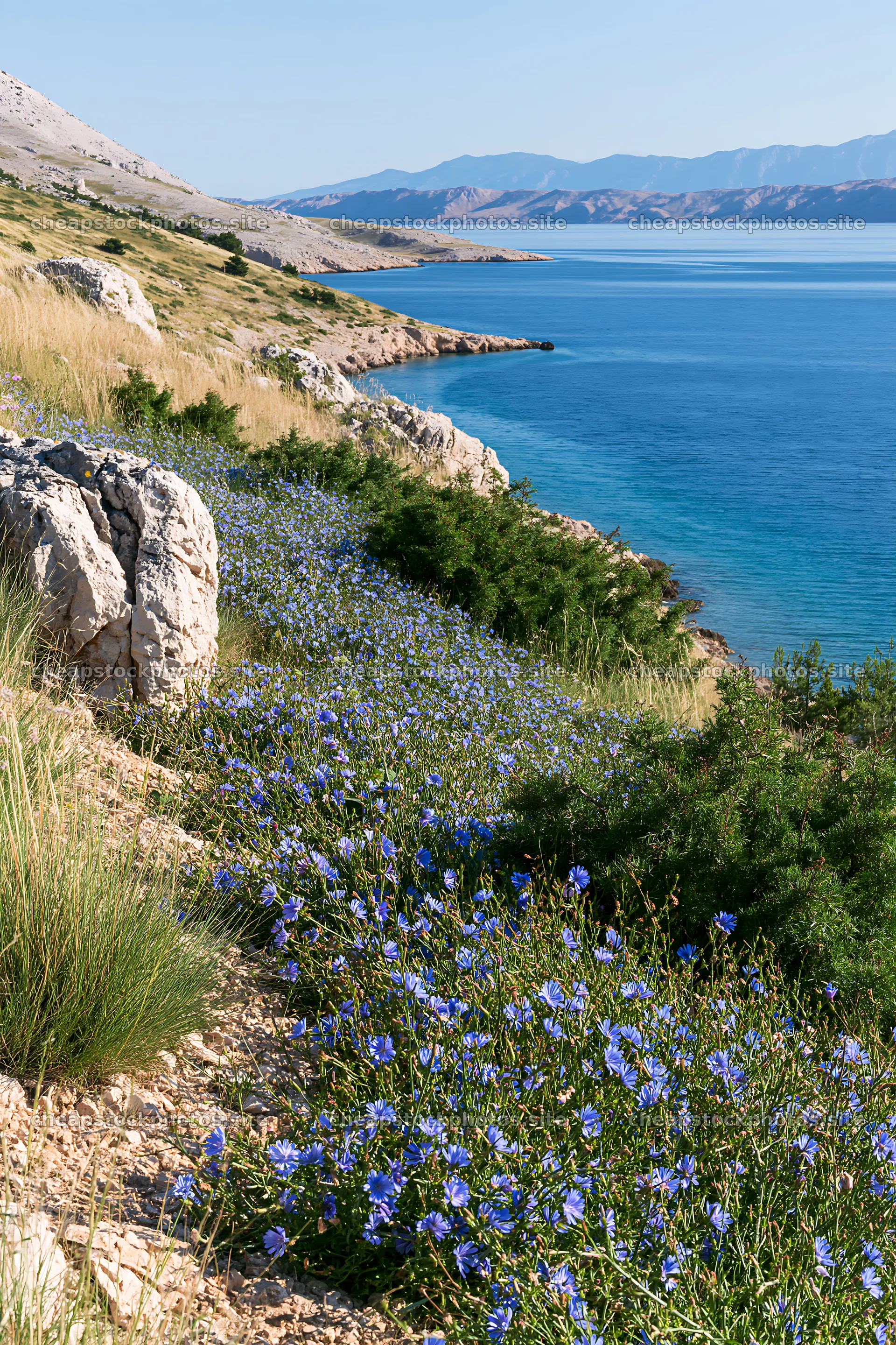 Croatian meadow above Adriatic coast with blue flowers – stock photos 6480x9722