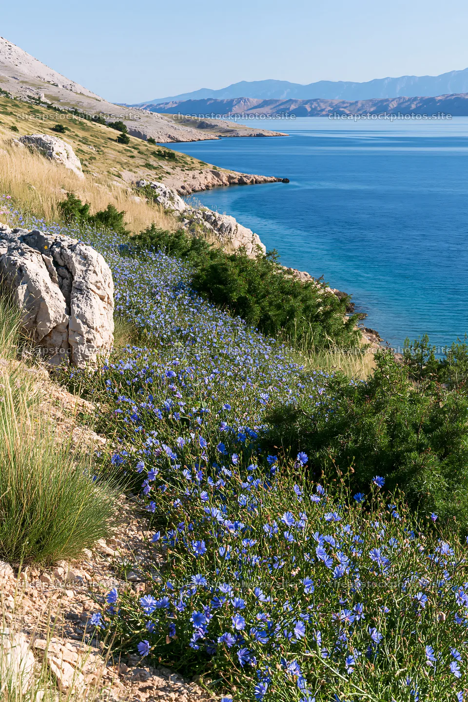 Croatian meadow above Adriatic coast with blue flowers – stock photos 6480x9722