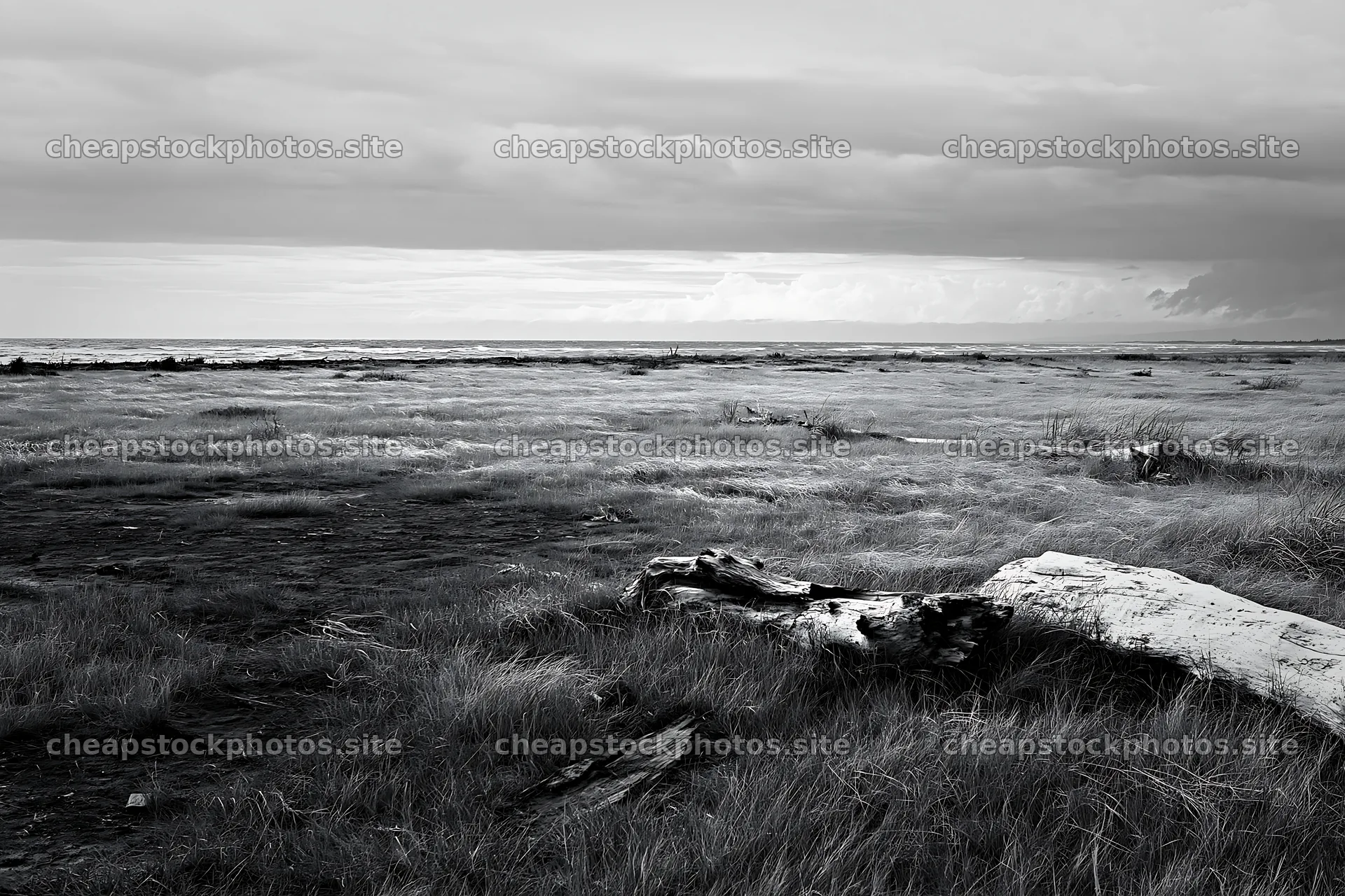 Ishikawa coastal meadow with storm washed driftwood – stock photos 9722x6480