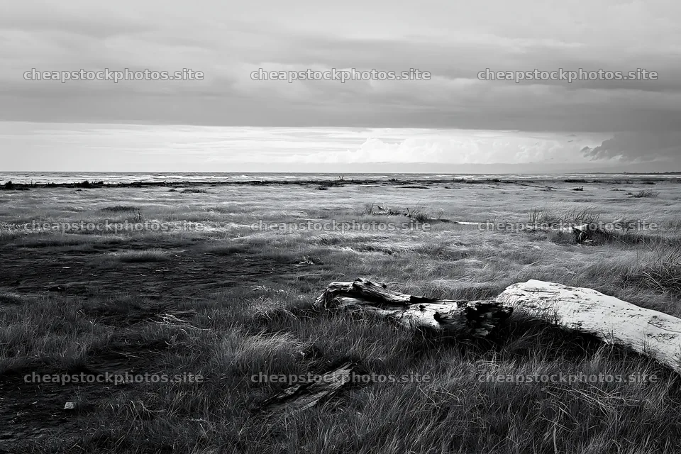 Ishikawa coastal meadow with storm washed driftwood – stock photos 9722x6480