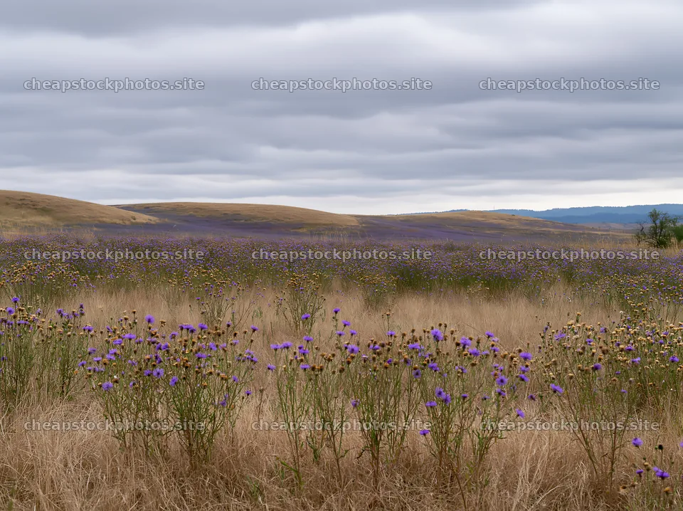 Violet knapweed meadow under cloudy skies – stock photos 9174x6866