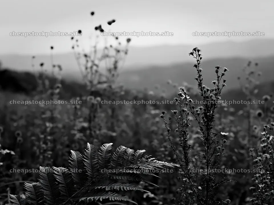 Tokushima mountain meadow fern frond foreground – stock photos 9174x6866