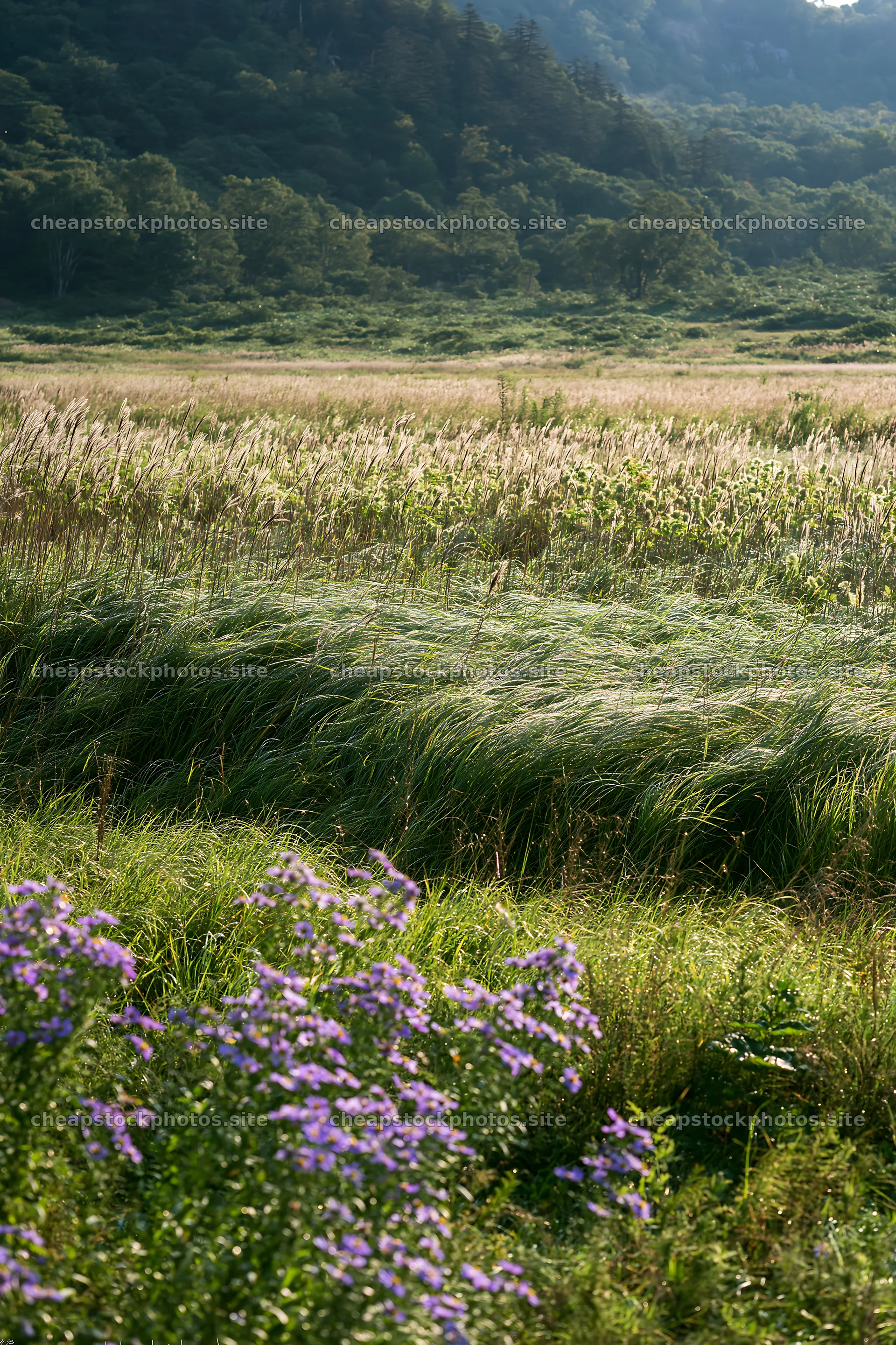 Expansive Hokkaido restoration meadow with dewdrops – stock photos 6480x9722